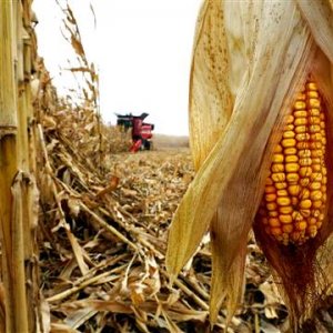 Fall harvest